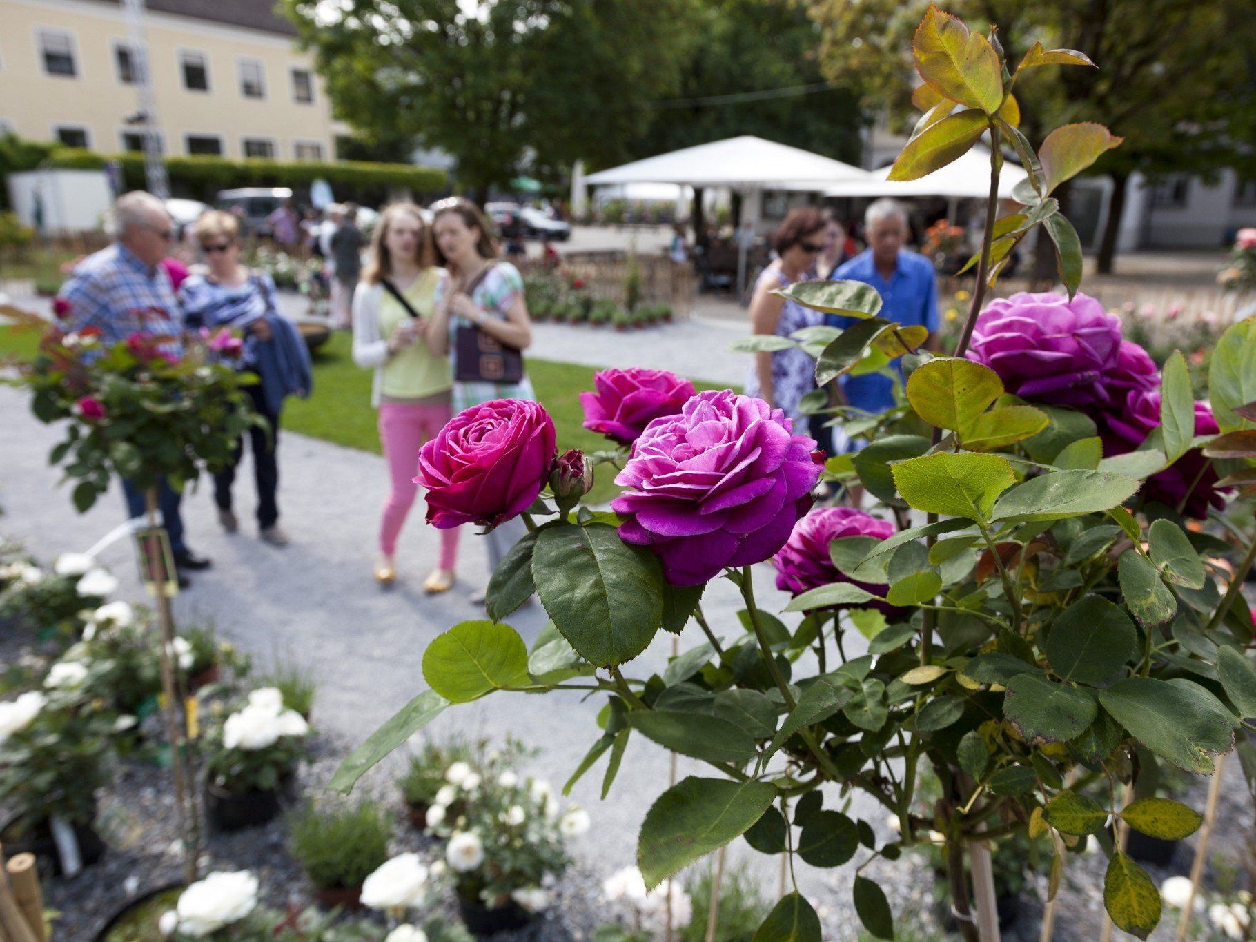 Das Querbeet-Gartenfestival in Rankweil: Von 29. Mai bis 1. Juni Das Querbeet-Gartenfestival in Rankweil: Von 29. Mai bis 1. Juni