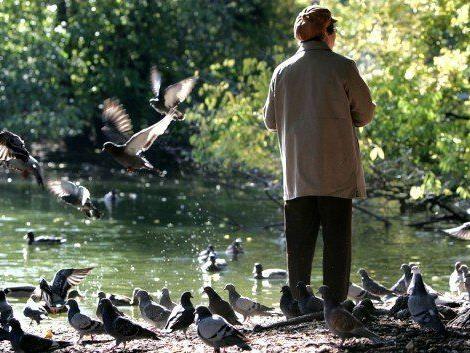Wien will Füttern von Tauben stärker sanktionieren