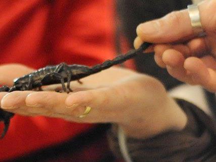 In NÖ entdeckte Paketsendung aus Deutschland enthielt 50 Skorpione