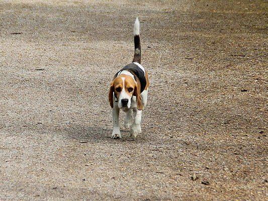 Ein Beagle brachte in Wien den Verkehr zum Erliegen