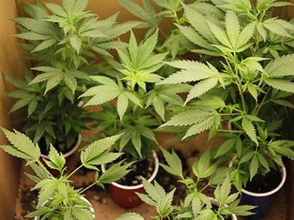 Eine Cannabisplantage wurde in Donaustadt entdeckt