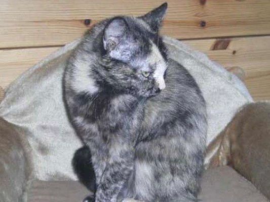 Das ist Helly Das ist Helly
