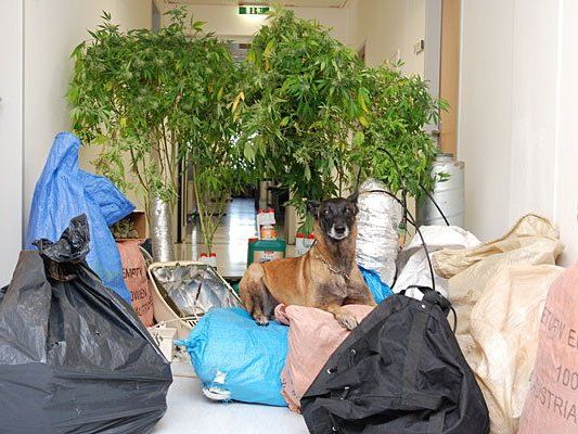 Polizeihund Frankie und die sichergestellten Sendungen und Drogen Polizeihund Frankie und die sichergestellten Sendungen und Drogen