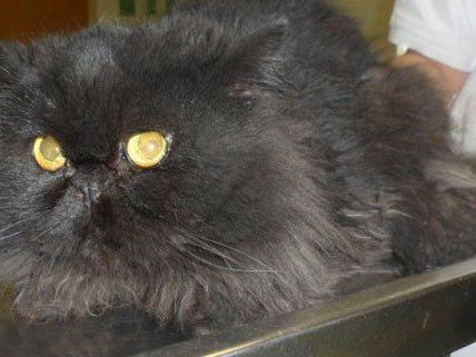 Das ist der gerettete Kater Sam Das ist der gerettete Kater Sam