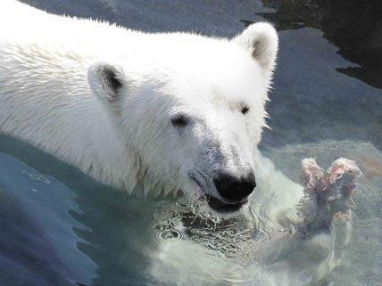 Ein Pfau hatte sich im Wiener Zoo ins Eisbärengehege verirrt.