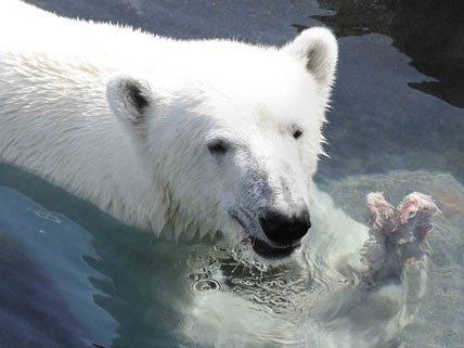 Ein Pfau hatte sich im Wiener Zoo ins Eisbärengehege verirrt. Ein Pfau hatte sich im Wiener Zoo ins Eisbärengehege verirrt.
