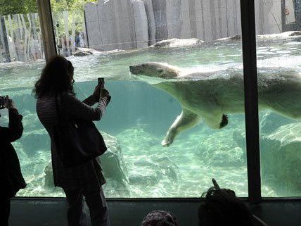 Besucher in der neuen Eisbärenwelt im Tiergarten Schönbrunn. Besucher in der neuen Eisbärenwelt im Tiergarten Schönbrunn.