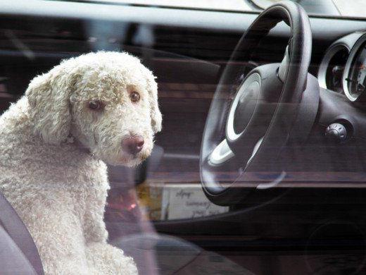 Hitzschlag-Gefahr: Hunde bei Hitze nicht im Auto lassen.