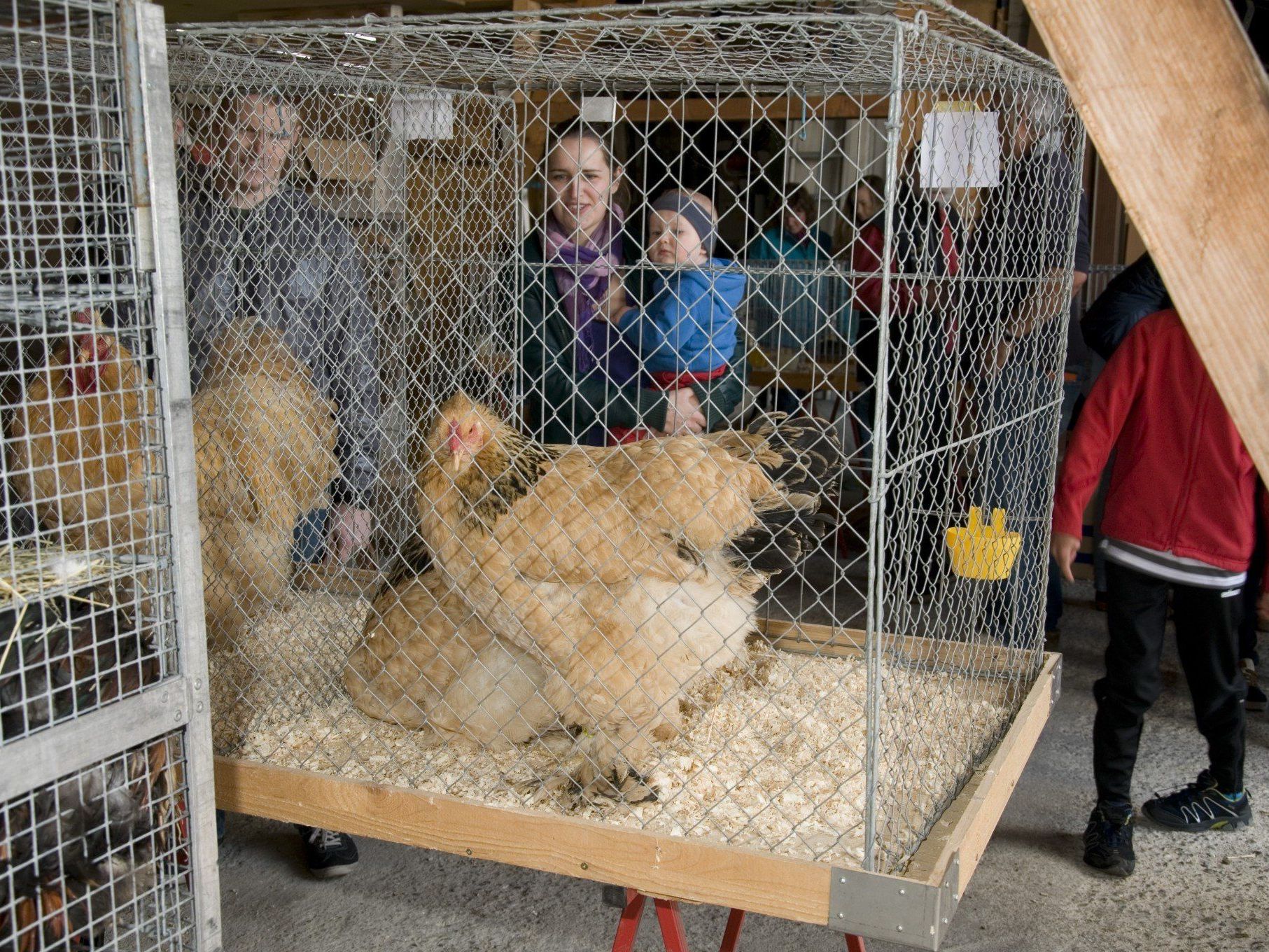 Am Kleintiermarkt in Krumbach gab es einige Geflügelraritäten zu sehen. Am Kleintiermarkt in Krumbach gab es einige Geflügelraritäten zu sehen.