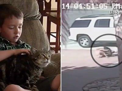 Katze Tara hat den vierjährigen Jeremy vor der Attacke des Nachbarshundes gerettet.