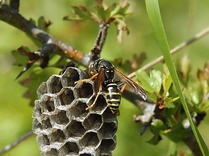 Lange wurde die Schweizer Wespe mit der Zierlichen Feldwespe verwechselt.