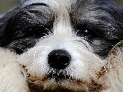 Auf den Hund gekommen: Riechende Plakatwerbung für Vierbeiner Auf den Hund gekommen: Riechende Plakatwerbung für Vierbeiner