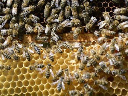 Am Wiener Rathaus sind seit Dienstag Bienenvölker beheimatet.