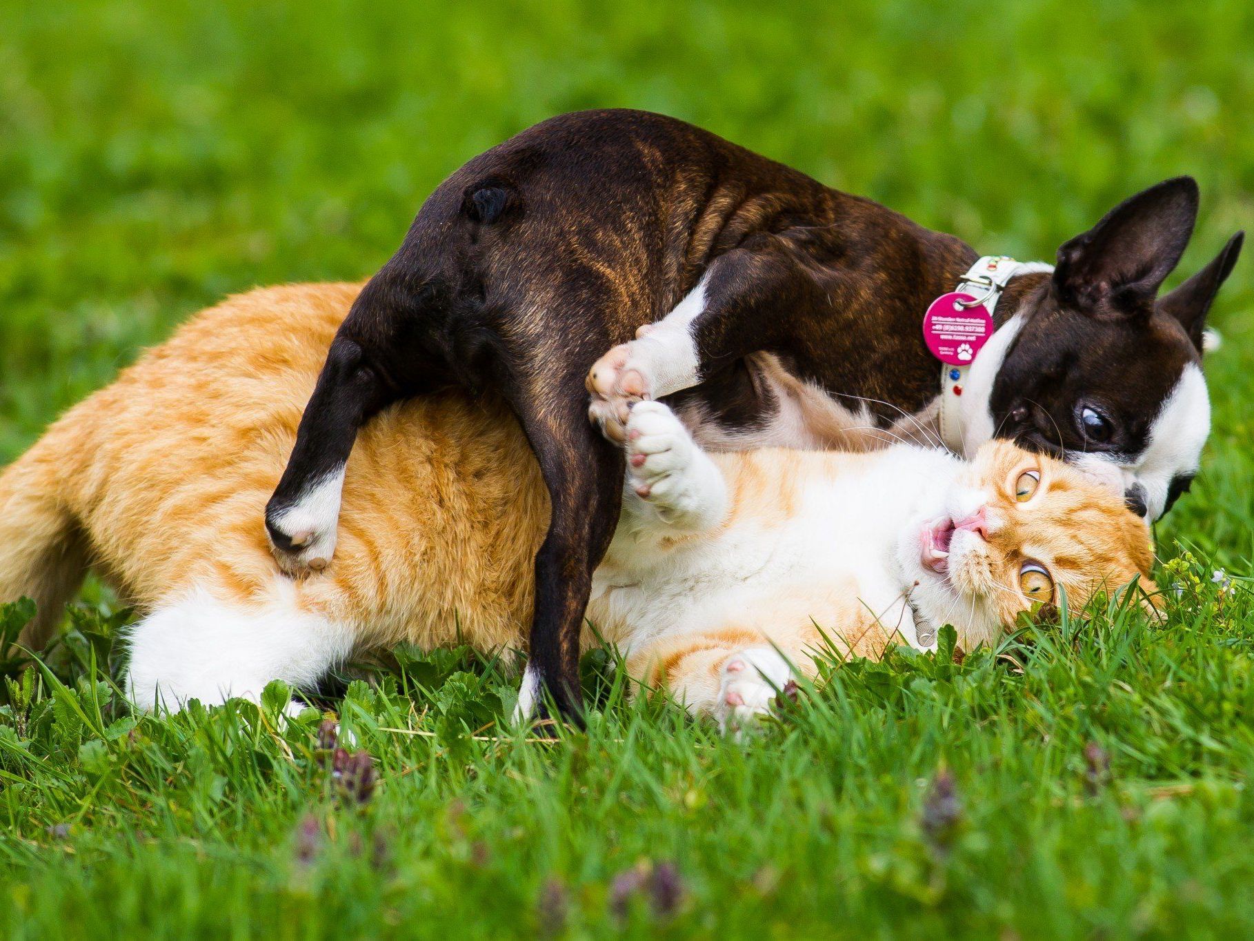 Wenn sie auch beste Freunde sind: Von Boston Terrier Angie will Kater Bruno offenbar nicht umarmt werden. Wenn sie auch beste Freunde sind: Von Boston Terrier Angie will Kater Bruno offenbar nicht umarmt werden.