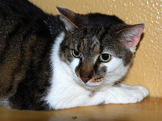 Dieser Kater wurde in einer mit Drogen-Utensilien vollgestopften Transportbox in Wien gefunden Dieser Kater wurde in einer mit Drogen-Utensilien vollgestopften Transportbox in Wien gefunden