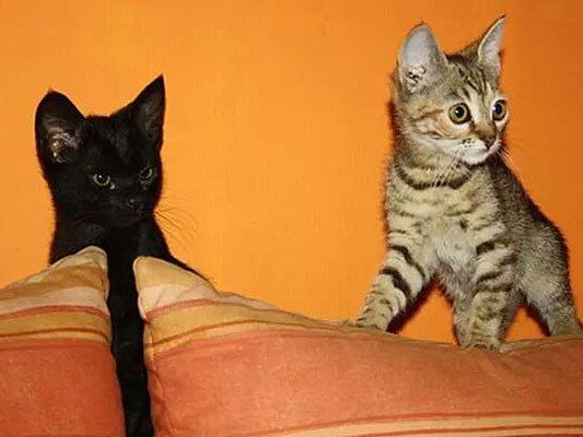 Vanessa, Serena und ihre Freunde suchen ein Zuhause Vanessa, Serena und ihre Freunde suchen ein Zuhause