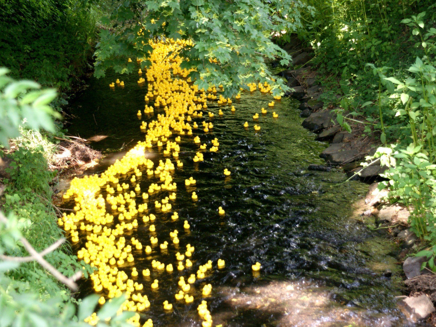 Die Enten haben sich auf den Weg gemacht Die Enten haben sich auf den Weg gemacht