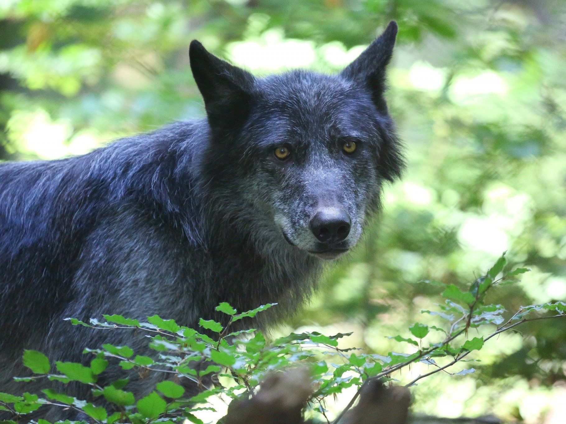 Ein Wolf ist seit gut einer Woche Gesprächsthema in Lech. Es kam zu einer Begegnung des Raubtiers mit einem jungen Jäger. Ein Wolf ist seit gut einer Woche Gesprächsthema in Lech. Es kam zu einer Begegnung des Raubtiers mit einem jungen Jäger.