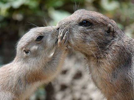 Der Wiener Zoo freut sich über Nachwuchs bei den Präriehunden.