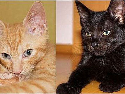 Das sind Nils und Henrietta Das sind Nils und Henrietta