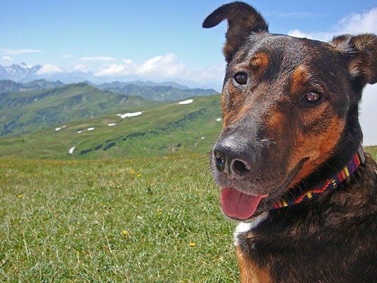 Um Hunde glücklich zu machen, muss man nicht weit reisen Um Hunde glücklich zu machen, muss man nicht weit reisen