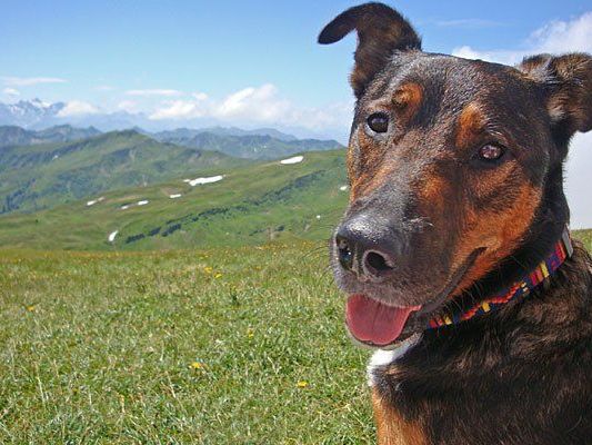 Um Hunde glücklich zu machen, muss man nicht weit reisen