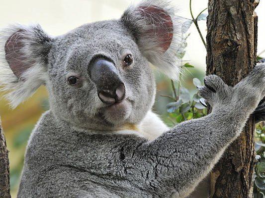 Das verstorbene Koala-Männchen im März 2013