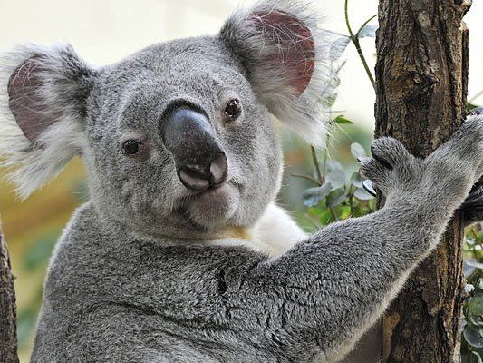Das verstorbene Koala-Männchen im März 2013 Das verstorbene Koala-Männchen im März 2013