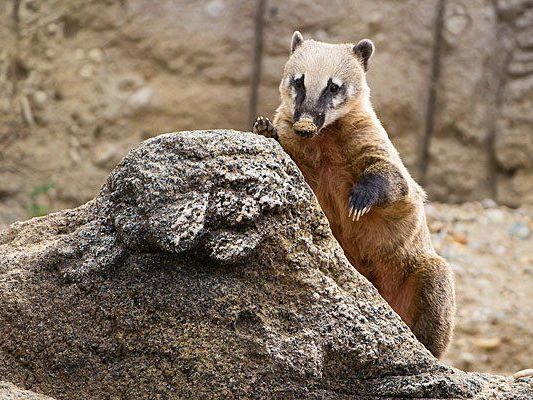Die Nasenbären in Schönbrunn haben jetzt mehr Platz Die Nasenbären in Schönbrunn haben jetzt mehr Platz