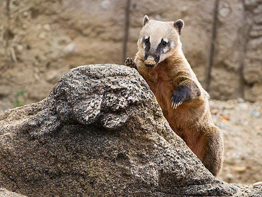 Die Nasenbären in Schönbrunn haben jetzt mehr Platz