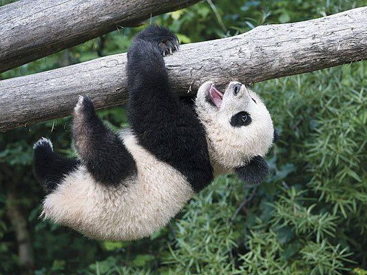 Einer der Kalender-Stars aus dem Tiergarten Schönbrunn Einer der Kalender-Stars aus dem Tiergarten Schönbrunn