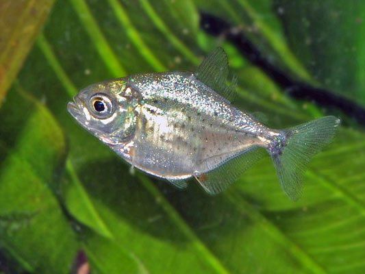 Baby-Piranhas im Haus des Meeres Baby-Piranhas im Haus des Meeres