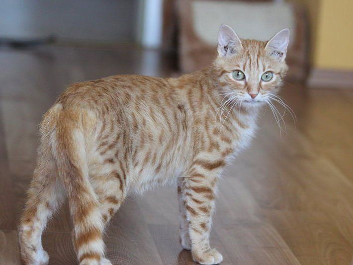 Das ist Romeo Das ist Romeo