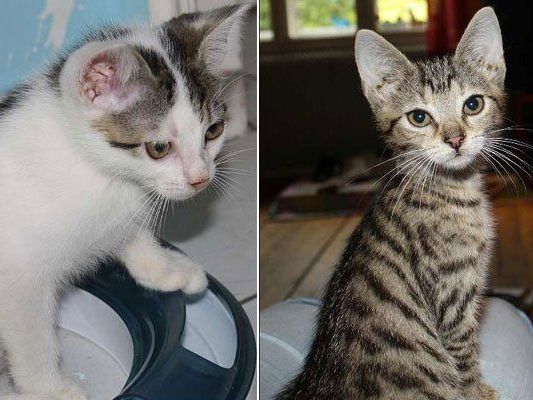 Das sind Wilbur (l.) und sein Schwesterchen Wanda Das sind Wilbur (l.) und sein Schwesterchen Wanda