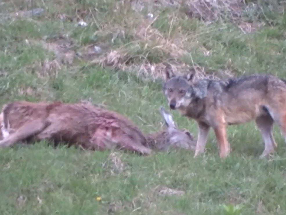 Das Video von der Wolf-Sichtung in Lech.