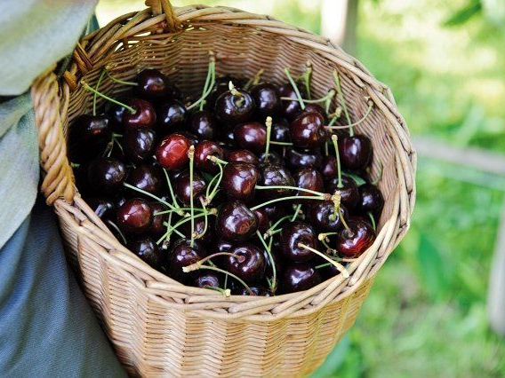 Kaum im Korb werden die süßen Früchte auf schnellstem Wege in die Sutterlüty Ländlemärkte geliefert. Kaum im Korb werden die süßen Früchte auf schnellstem Wege in die Sutterlüty Ländlemärkte geliefert.