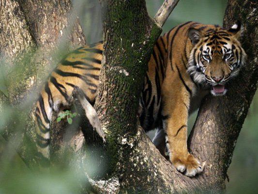 Die Tigerpopulation soll bis 2022 verdoppelt werden.