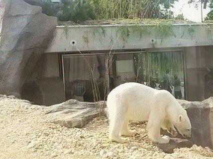Die Eisbären im Wiener Tiergarten haben ein neues Gehege.