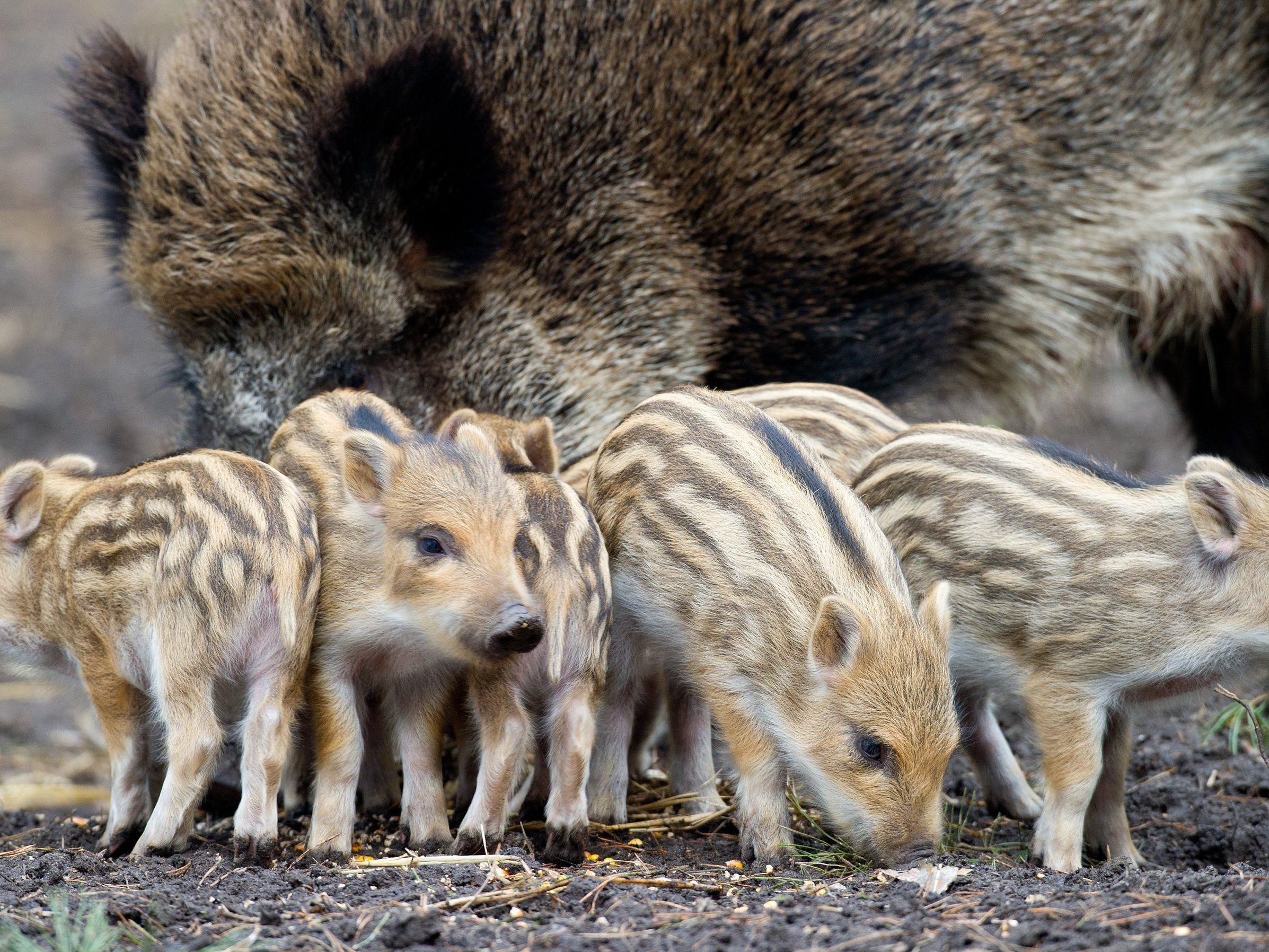 Vier Jugendliche quälten im Lainzer Tiergarten Wildschweinfrischlinge und töteten ein Ferkel. Vier Jugendliche quälten im Lainzer Tiergarten Wildschweinfrischlinge und töteten ein Ferkel.