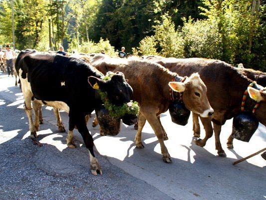 Es befinden sich immer weniger Schweizer Rinder auf Vorarlberger Alpen
