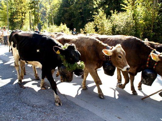 Es befinden sich immer weniger Schweizer Rinder auf Vorarlberger Alpen Es befinden sich immer weniger Schweizer Rinder auf Vorarlberger Alpen