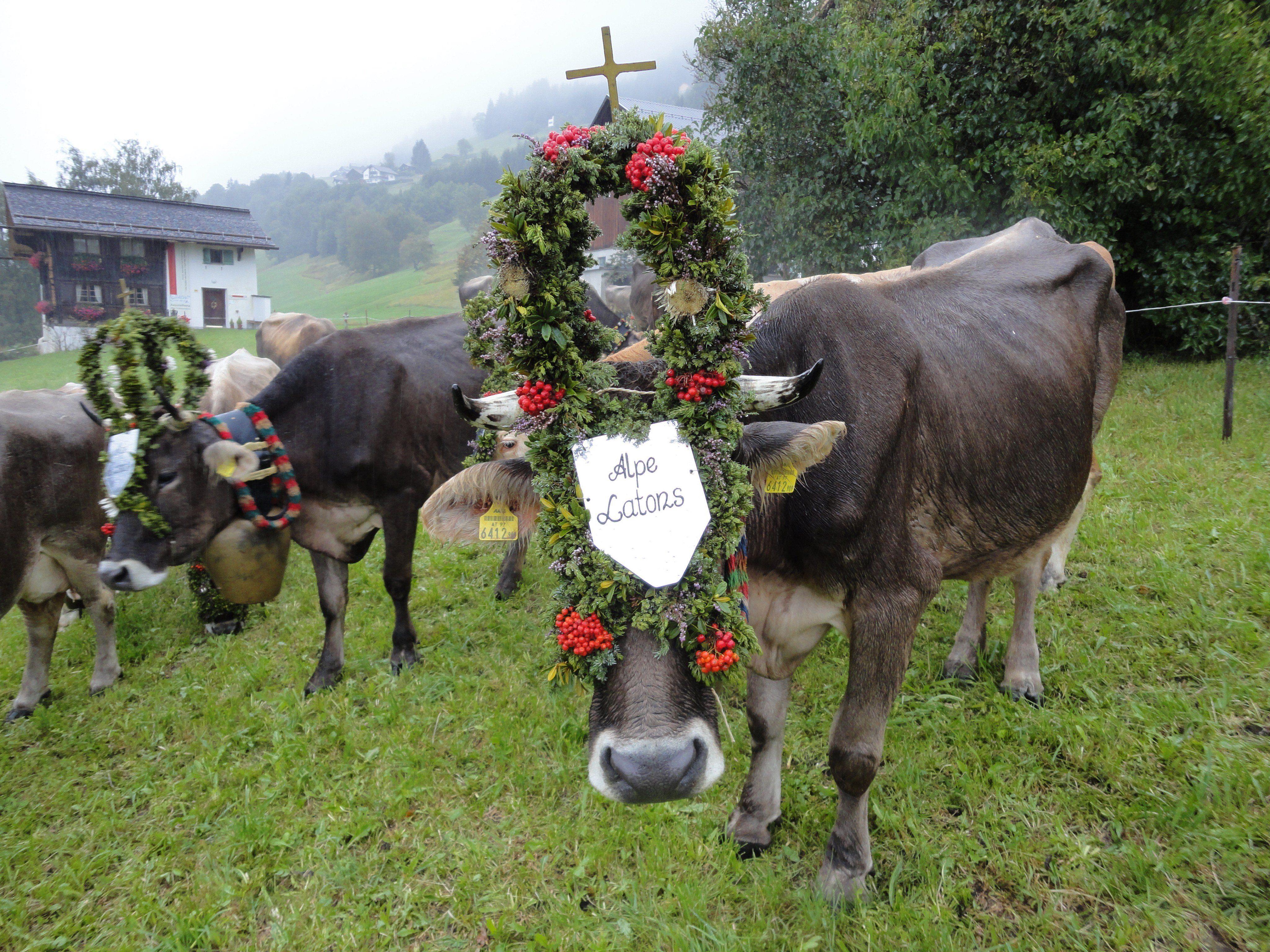 Am Samstagvormittag gehts für die geschmückten Kühe der Alpe Latons runter ins Tal.