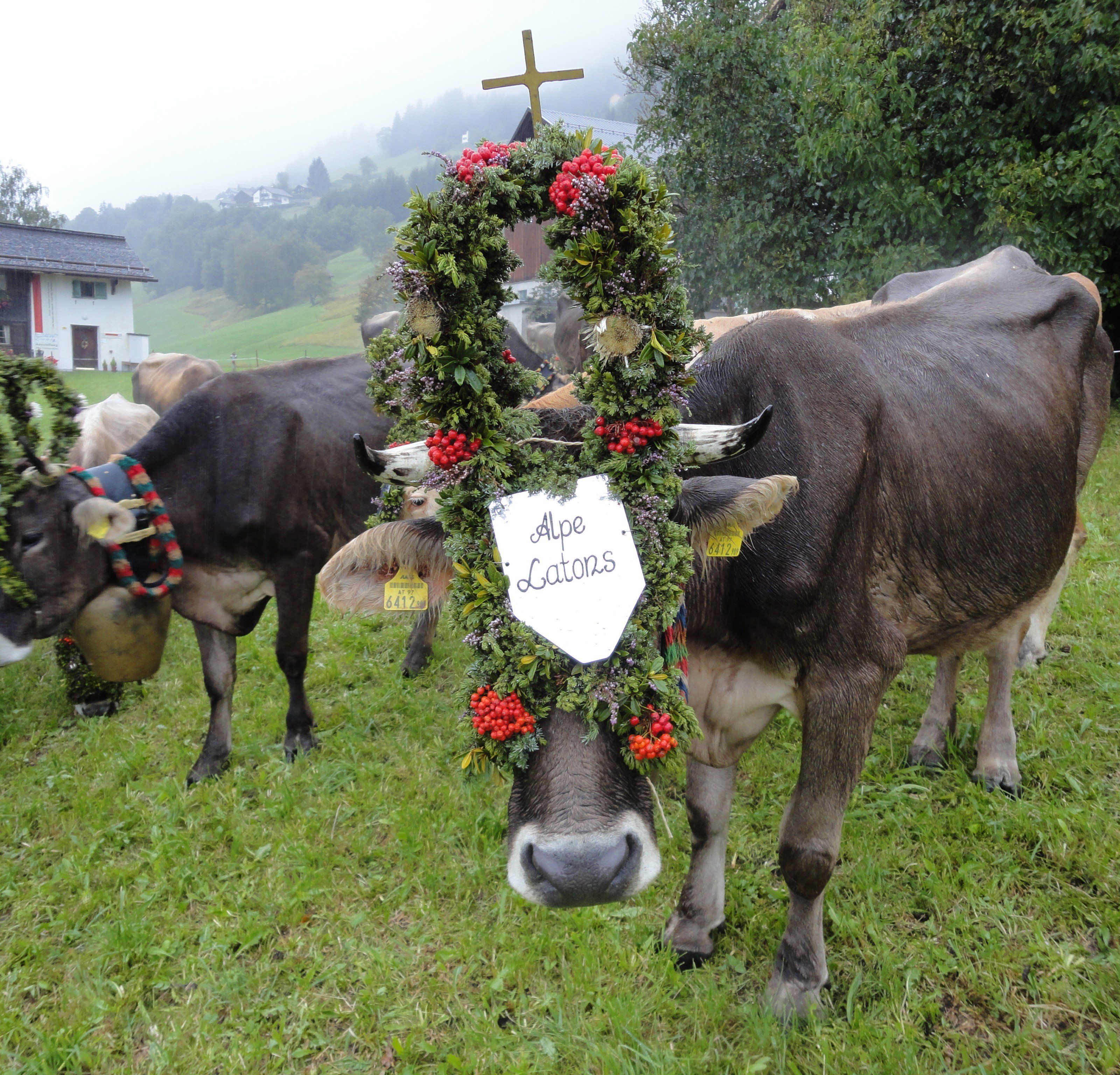 Am Samstagvormittag gehts für die geschmückten Kühe der Alpe Latons runter ins Tal.