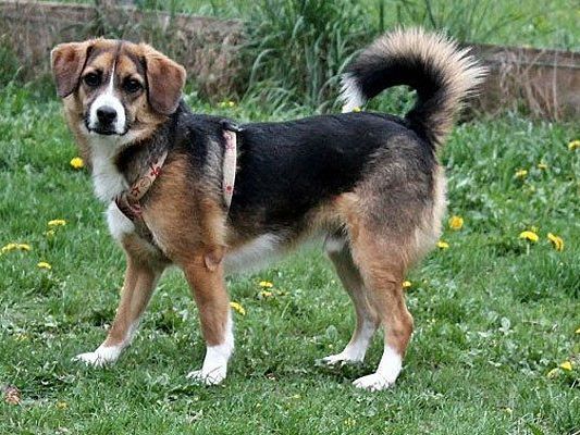 Das ist Balu Das ist Balu