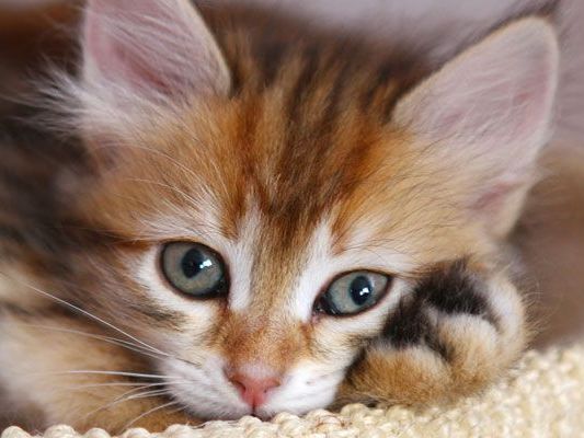 Katzen - wer liebt sie nicht? Katzen - wer liebt sie nicht?