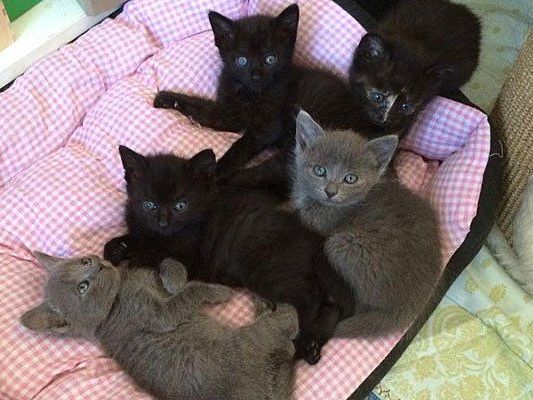 Die süßen Kitten Die süßen Kitten