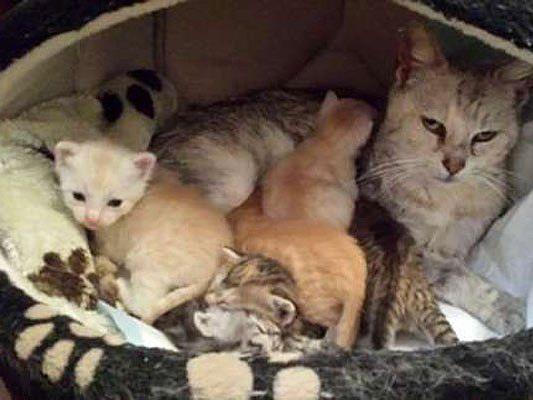 Mama Livia und ihre entzückenden Kitten