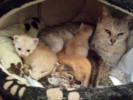 Mama Livia und ihre entzückenden Kitten Mama Livia und ihre entzückenden Kitten