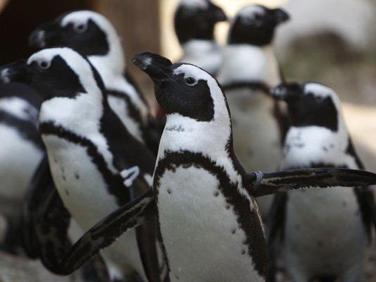 Pinguine in einem Zoo in Bulgarien. (Symbolbild)