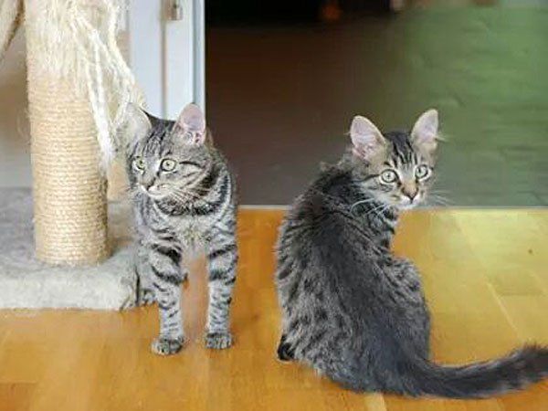 Das sind Pixie und Zoe Das sind Pixie und Zoe